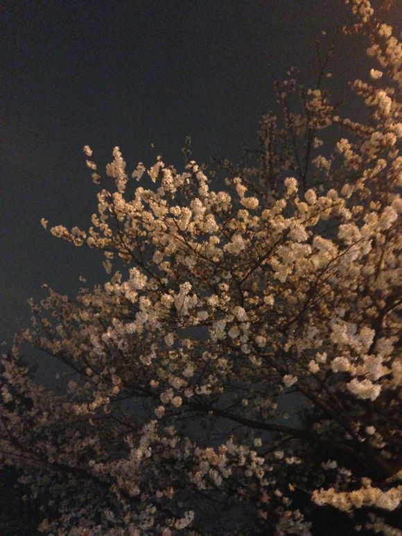 夜桜(^ ^)